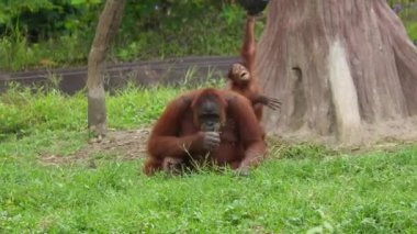 Sumatra orangutanı ya da Pongo abelii 'nin yemyeşil bir yaşam ortamındaki doğal yaşam davranışlarını vurgulayan sakin görüntüsü. Sumatran orangutanı Sumatra' ya özgüdür ve kritik derecede tehlikededir. Güzel canlı kızıl saçlar.