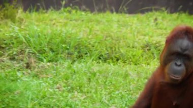 Sumatra orangutanı ya da Pongo abelii 'nin yemyeşil bir yaşam ortamındaki doğal yaşam davranışlarını vurgulayan sakin görüntüsü. Sumatran orangutanı Sumatra' ya özgüdür ve kritik derecede tehlikededir. Güzel canlı kızıl saçlar.