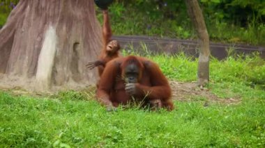 Sumatra orangutanı ya da Pongo abelii 'nin yemyeşil bir yaşam ortamındaki doğal yaşam davranışlarını vurgulayan sakin görüntüsü. Sumatran orangutanı Sumatra' ya özgüdür ve kritik derecede tehlikededir. Güzel canlı kızıl saçlar.