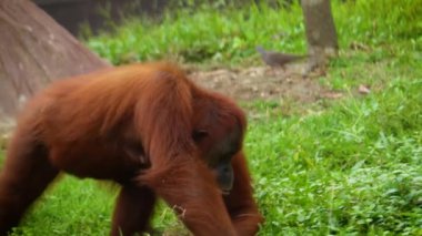 Sumatra orangutanı ya da Pongo abelii 'nin yemyeşil bir yaşam ortamındaki doğal yaşam davranışlarını vurgulayan sakin görüntüsü. Sumatran orangutanı Sumatra' ya özgüdür ve kritik derecede tehlikededir. Güzel canlı kızıl saçlar.