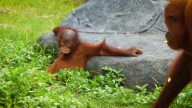 Sumatra orangutanı ya da Pongo abelii 'nin yemyeşil bir yaşam ortamındaki doğal yaşam davranışlarını vurgulayan sakin görüntüsü. Sumatran orangutanı Sumatra' ya özgüdür ve kritik derecede tehlikededir. Güzel canlı kızıl saçlar.