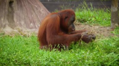 Sumatra orangutanı ya da Pongo abelii 'nin yemyeşil bir yaşam ortamındaki doğal yaşam davranışlarını vurgulayan sakin görüntüsü. Sumatran orangutanı Sumatra' ya özgüdür ve kritik derecede tehlikededir. Güzel canlı kızıl saçlar.
