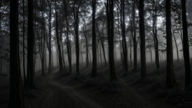 Uzun ağaçlar, dingin bir dere ve parıldayan kürelerin olduğu gizemli, ürkütücü, karanlık orman sahnesi, mistik ve sükuneti çağrıştırıyor, fantezi ya da doğa temalı projeler için mükemmel. içerik oluşturma arkaplanı için iyi