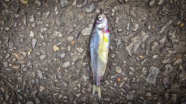 Koyu asfalt üzerinde yatan bir balığın ayrıntılı görüntüsü, pullarını sergiliyor ve desenli yol renklendirme kontrastı. Doğa, şehir, etki ve su teması gibi kavramlar için idealdir..