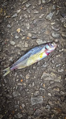 Koyu asfalt üzerinde yatan bir balığın ayrıntılı görüntüsü, pullarını sergiliyor ve desenli yol renklendirme kontrastı. Doğa, şehir, etki ve su teması gibi kavramlar için idealdir..