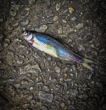 Koyu asfalt üzerinde yatan bir balığın ayrıntılı görüntüsü, pullarını sergiliyor ve desenli yol renklendirme kontrastı. Doğa, şehir, etki ve su teması gibi kavramlar için idealdir..
