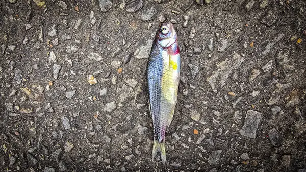 Koyu asfalt üzerinde yatan bir balığın ayrıntılı görüntüsü, pullarını sergiliyor ve desenli yol renklendirme kontrastı. Doğa, şehir, etki ve su teması gibi kavramlar için idealdir..