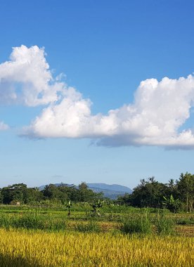 Güzel doğa manzarası, altın buğday tarlasını, yemyeşil yeşillikleri ve tüylü beyaz bulutlarla süslenmiş parlak mavi gökyüzünü, altın buğdaylı ve açık mavi gökyüzünü gözler önüne seren huzurlu bir kırsal alan.