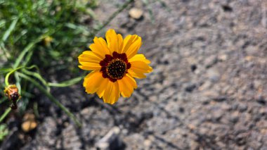 Açık havada Parlak Sarı Koreopsis Çiçeği, yeşil yapraklı canlı sarı bir koreopsis çiçeğinin yakın plan görüntüsü, açık havada, dünyevi bir arka planda yetişmeyi ve güzelliği sembolize ediyor..