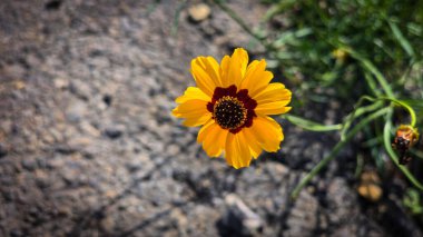 Açık havada Parlak Sarı Koreopsis Çiçeği, yeşil yapraklı canlı sarı bir koreopsis çiçeğinin yakın plan görüntüsü, açık havada, dünyevi bir arka planda yetişmeyi ve güzelliği sembolize ediyor..