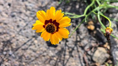 Açık havada Parlak Sarı Koreopsis Çiçeği, yeşil yapraklı canlı sarı bir koreopsis çiçeğinin yakın plan görüntüsü, açık havada, dünyevi bir arka planda yetişmeyi ve güzelliği sembolize ediyor..