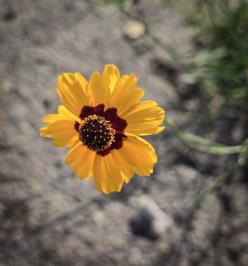 Açık havada Parlak Sarı Koreopsis Çiçeği, yeşil yapraklı canlı sarı bir koreopsis çiçeğinin yakın plan görüntüsü, açık havada, dünyevi bir arka planda yetişmeyi ve güzelliği sembolize ediyor..
