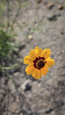 Açık havada Parlak Sarı Koreopsis Çiçeği, yeşil yapraklı canlı sarı bir koreopsis çiçeğinin yakın plan görüntüsü, açık havada, dünyevi bir arka planda yetişmeyi ve güzelliği sembolize ediyor..
