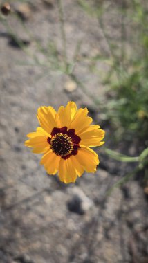 Açık havada Parlak Sarı Koreopsis Çiçeği, yeşil yapraklı canlı sarı bir koreopsis çiçeğinin yakın plan görüntüsü, açık havada, dünyevi bir arka planda yetişmeyi ve güzelliği sembolize ediyor..