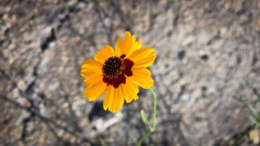 Açık havada Parlak Sarı Koreopsis Çiçeği, yeşil yapraklı canlı sarı bir koreopsis çiçeğinin yakın plan görüntüsü, açık havada, dünyevi bir arka planda yetişmeyi ve güzelliği sembolize ediyor..