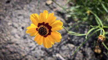 Açık havada Parlak Sarı Koreopsis Çiçeği, yeşil yapraklı canlı sarı bir koreopsis çiçeğinin yakın plan görüntüsü, açık havada, dünyevi bir arka planda yetişmeyi ve güzelliği sembolize ediyor..
