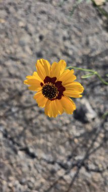 Açık havada Parlak Sarı Koreopsis Çiçeği, yeşil yapraklı canlı sarı bir koreopsis çiçeğinin yakın plan görüntüsü, açık havada, dünyevi bir arka planda yetişmeyi ve güzelliği sembolize ediyor..