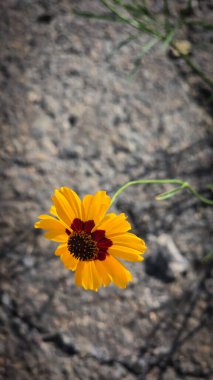 Açık havada Parlak Sarı Koreopsis Çiçeği, yeşil yapraklı canlı sarı bir koreopsis çiçeğinin yakın plan görüntüsü, açık havada, dünyevi bir arka planda yetişmeyi ve güzelliği sembolize ediyor..