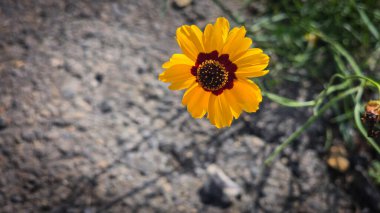 Açık havada Parlak Sarı Koreopsis Çiçeği, yeşil yapraklı canlı sarı bir koreopsis çiçeğinin yakın plan görüntüsü, açık havada, dünyevi bir arka planda yetişmeyi ve güzelliği sembolize ediyor..