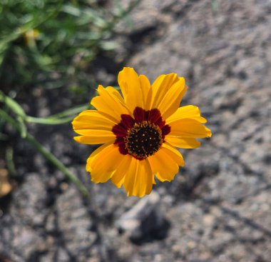 Açık havada Parlak Sarı Koreopsis Çiçeği, yeşil yapraklı canlı sarı bir koreopsis çiçeğinin yakın plan görüntüsü, açık havada, dünyevi bir arka planda yetişmeyi ve güzelliği sembolize ediyor..