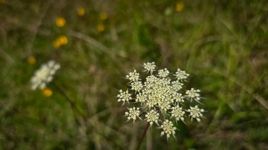 Kraliçe Anne 'in Lace Çiçeği Sunny Meadow' da, kır çiçekleri ilkbahar zamanı yeşil bir çayırda, bahar çiçekleri