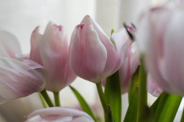 Yumuşak pembe laleler kapayın