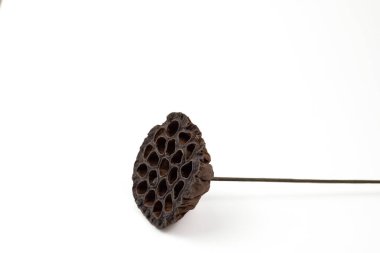 Nilüfer çiçeğinin kahverengisi beyaz arka planda izole edilmiş. 