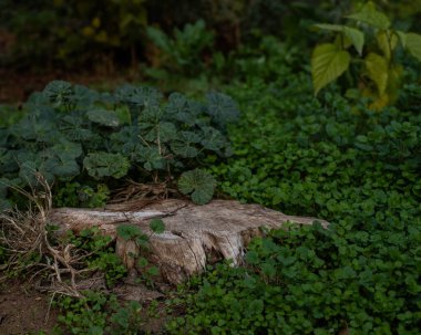 Çevresinde yeşil çimenler olan ormanda ağaç kütüğü, ürün için boş alan