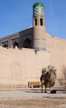 Özbekistan, Khiva sokaklarında Bactrian devesi veya Moğol devesi
