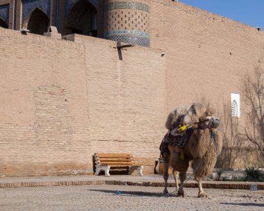 Özbekistan, Khiva sokaklarında Bactrian devesi veya Moğol devesi