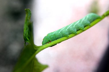 Yaprağın dalındaki yeşil tırtıl.