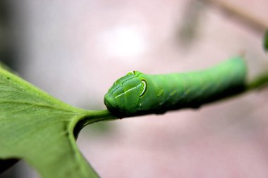 Yaprağın dalındaki yeşil tırtıl.
