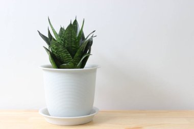 Beyaz arka planda izole edilmiş ahşap masadaki beyaz saksıdaki yılan bitkisi.