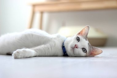 Evcil kedi yerde yatıyordu.