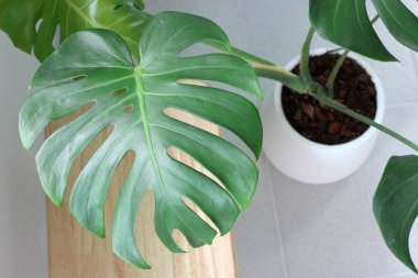 Beyaz saksıda Monstera deliciosa