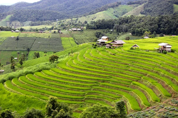 Рисові Тераси Чіанг Травня Таїланд — стокове фото