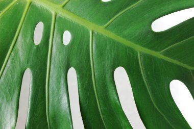 Canavar yaprağının bir kısmını kapat