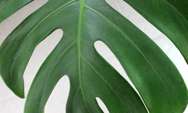 Canavar yaprağının bir kısmını kapat