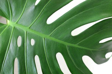 Canavar yaprağının bir kısmını kapat