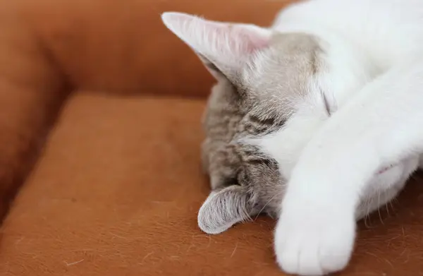 The cat raises forelimb to close eye while sleep on the brown cushion