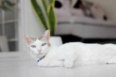 Kedi oturma odasında yerde yatıyordu.