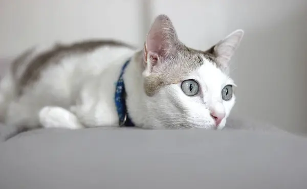 Kedi gri yastığın üzerinde yatıyordu.