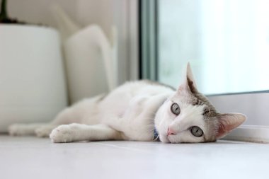 Kedi oturma odasında yerde yatıyordu.