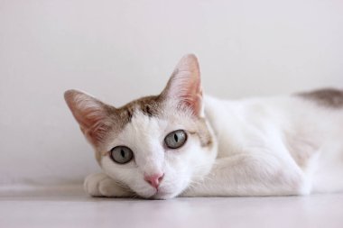 Kedi beyaz odada yerde yatıyordu.