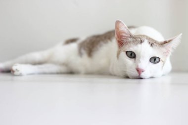 Kedi beyaz oturma odasında yerde yatıyordu.