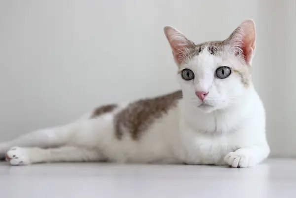 Kedi beyaz oturma odasında yerde yatıyordu.