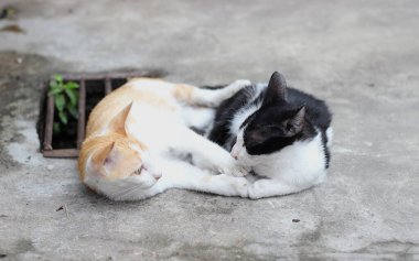 İki kedi yavrusu yerde yatıyordu.