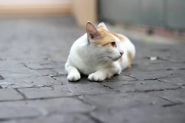Kedi yere çömeldi.