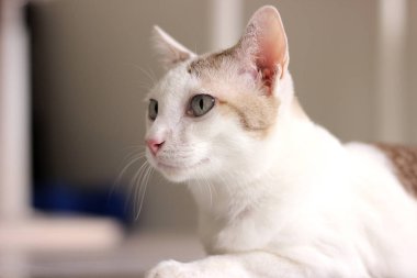 Kedi portresi, bir şeye bakıyor.