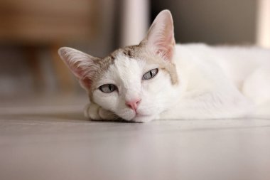 Kedi oturma odasında yerde yatıyordu.